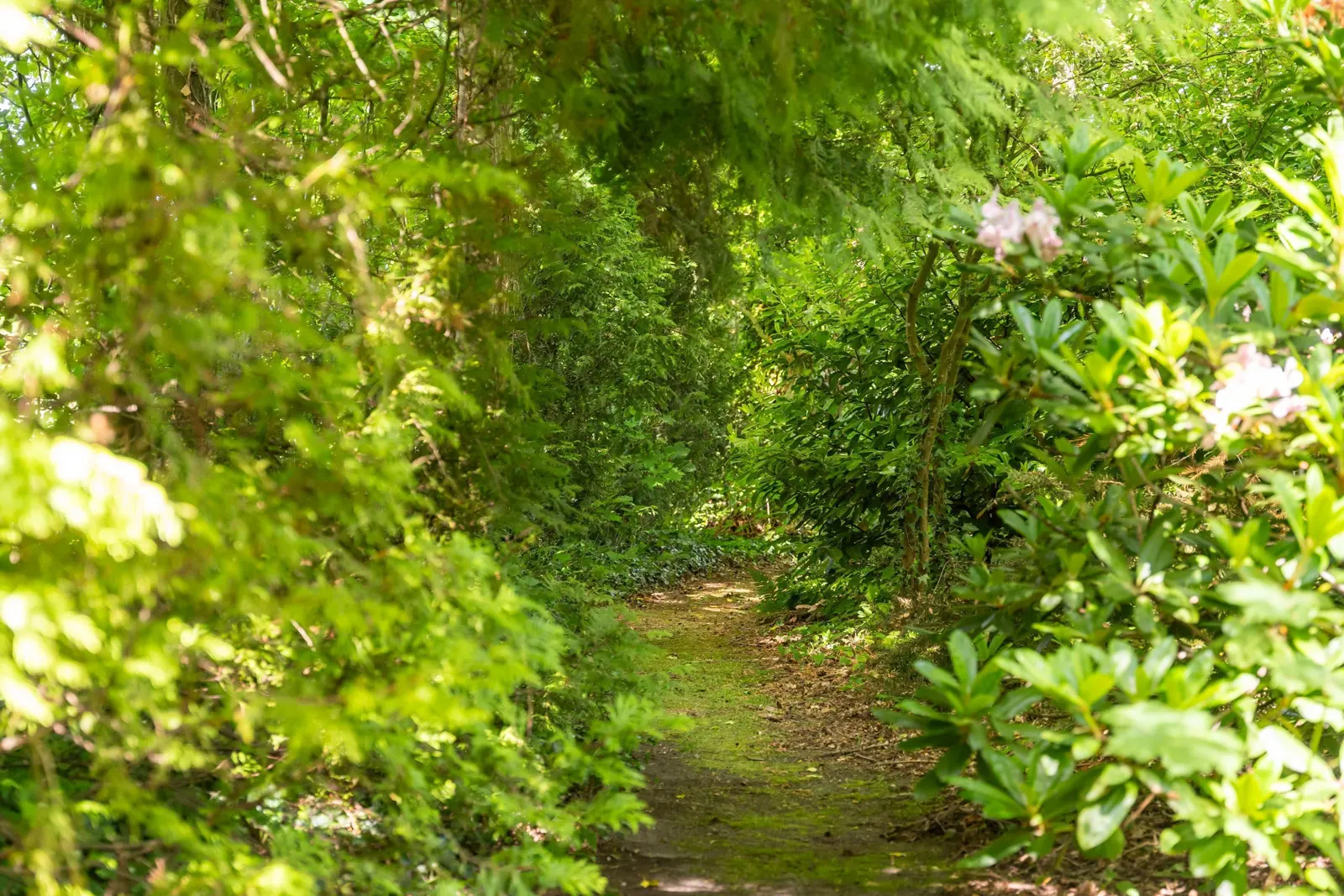 Folgeralaan 13, Drachten – tuin